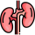 kidney